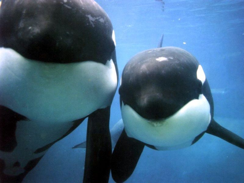 2001-03-12_Orcas.JPG