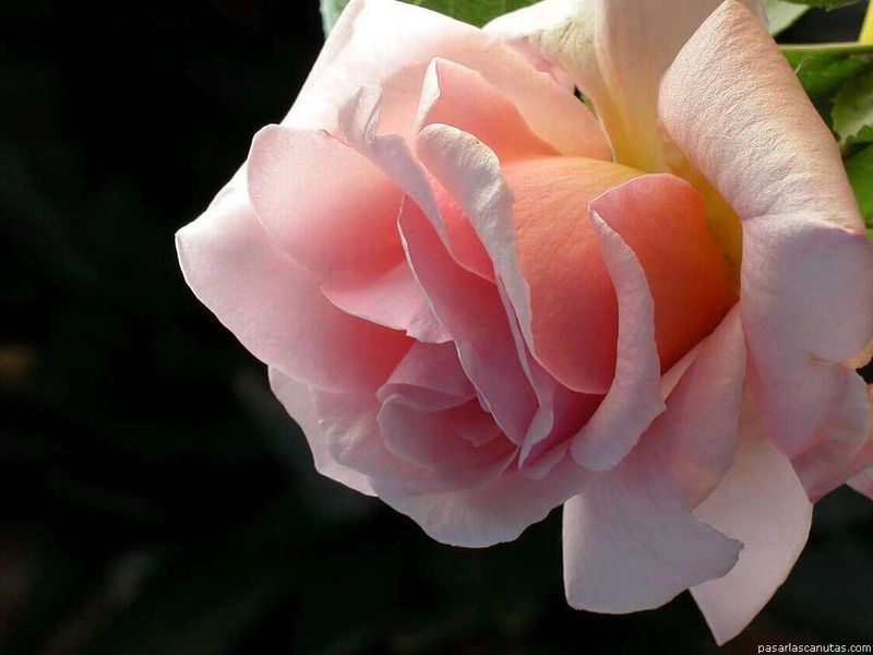 2003-09-08_rosa_Ophelia_fondo_1024x768.jpg