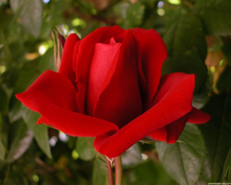 2003-09-08_rosa_sympathie_1280x1024.jpg