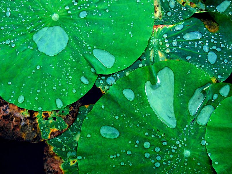 2008-06-30_01613_lotus_1280x960.jpg