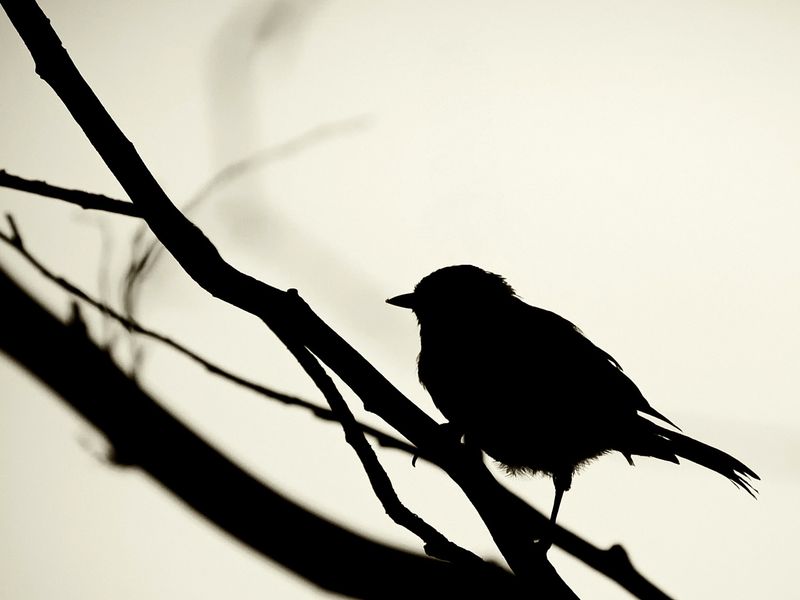 2008-08-05_1649_silhouet_1280x960.jpg
