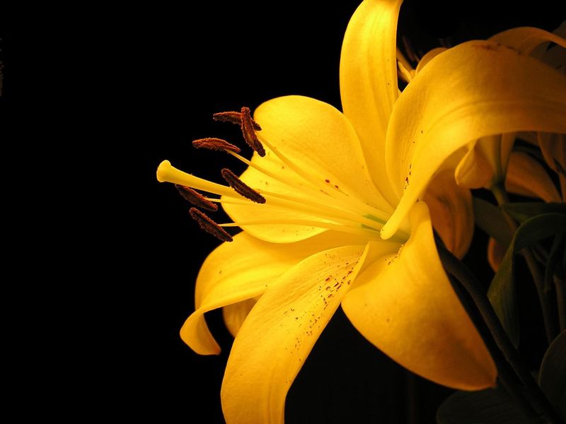 2009-03-03_700_yellowlilly_1280x960.jpg